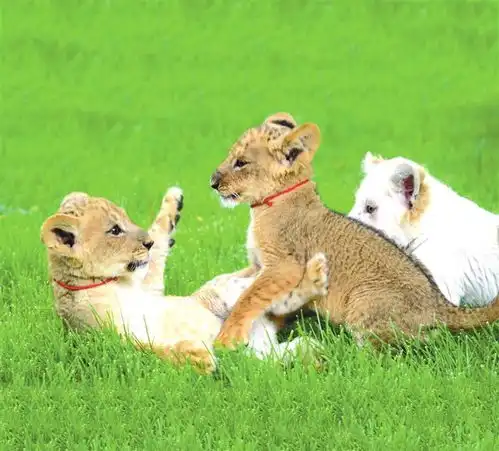 小狮子小猴子小袋鼠兰州野生动物园喜添丁
