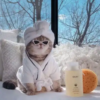 猫咪卡通动漫头像
