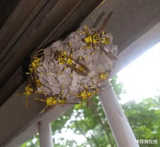 被这么大的马蜂蜇了,我还有机会吗哈哈哈找个阴凉地躺下吧

