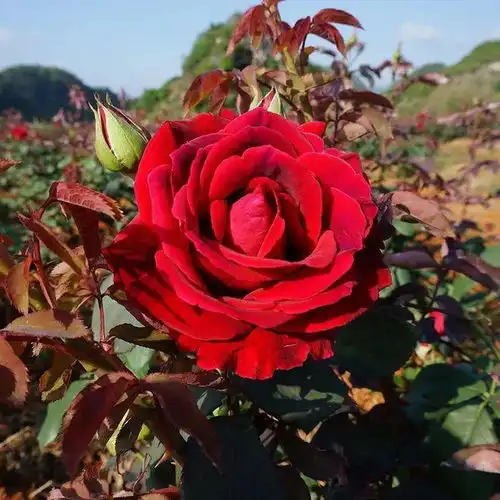 一整颗花中皇后泡出的玫瑰花茶,神仙姐姐也爱喝的养颜水
