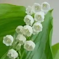 铃兰花图片头像一束铃兰花唯美头像

