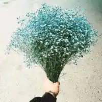 唯美的漂亮满天星头像满天星花束唯美图片大全
