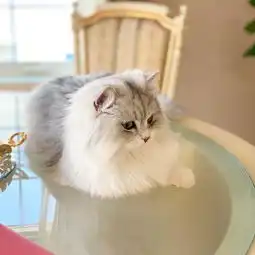 带猫咪去宠物医院看诊,不仅要做好准备工作,基本检查项目要知道
