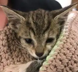 险些命丧车轮下的流浪猫,被警察收留后被宠成宝,还当上了警猫
