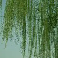 中老年人头像柳树微信头像图片大全
