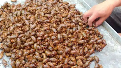 美国蝉灾,超过1万亿只知了猴爬上树梢,从此在美国称霸
