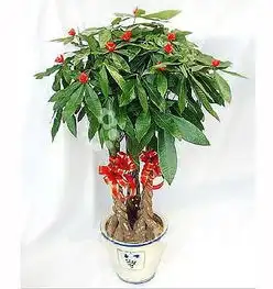 家里摆放这些植物,好运招财,日子会越过越好
