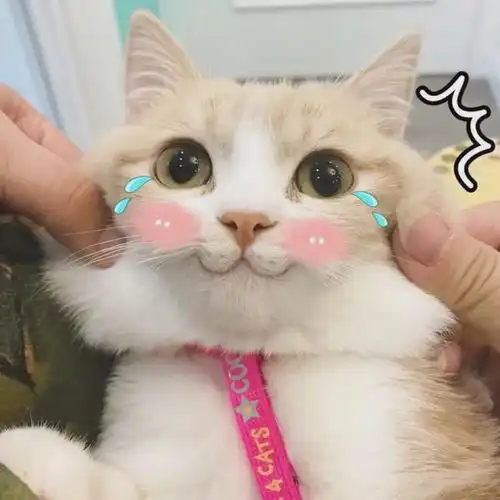 圈内女王气质的女星们都具备的松弛神态学起来
