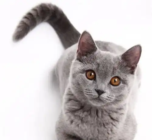 猫咪摇尾巴就是高兴恰恰相反,别再一厢情愿了猫我超气的
