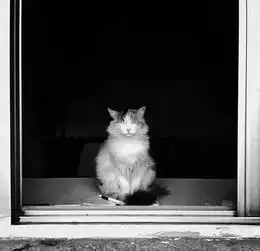 90后女孩拍猫10年,她拍的每一只猫都有一个故事...
