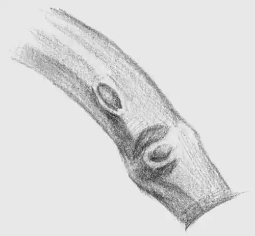 自己在家里面怎么学绘画素描零基础自学教程视频下载
