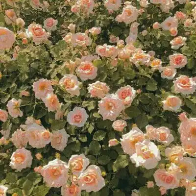 花草头像图片大全真实女人的花草招财头像
