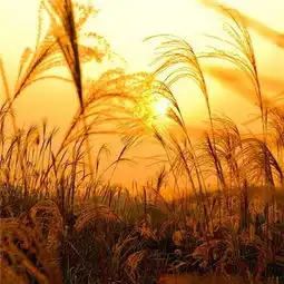 微信头像有什么讲究哪些微信头像不能用
