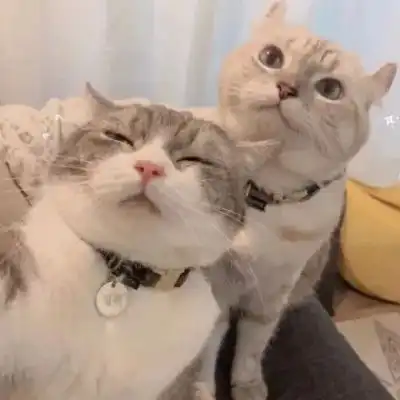 江孑一对两张可爱猫咪甜蜜情头
