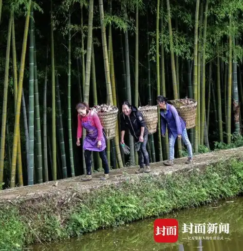四川如何向森林要粮竹林里长出了食用菌,林下种植绘就森林新丰景
