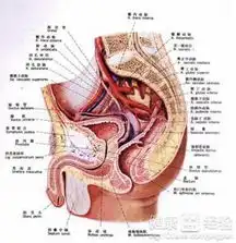 输尿管结石碎石后呕吐怎么办呢
