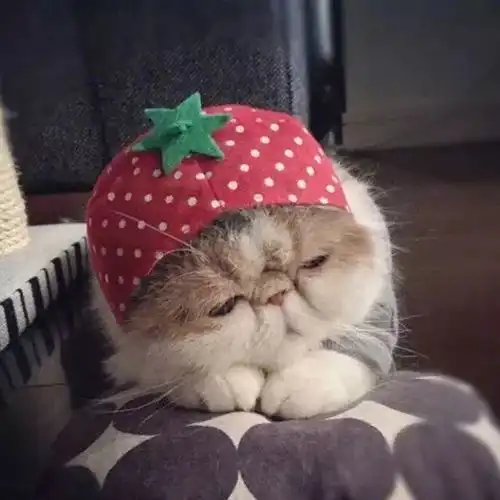 头像今日,宜吸猫
