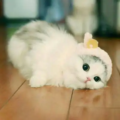 好看可爱小猫咪蠢萌吧唧滴微信头像图片大全
