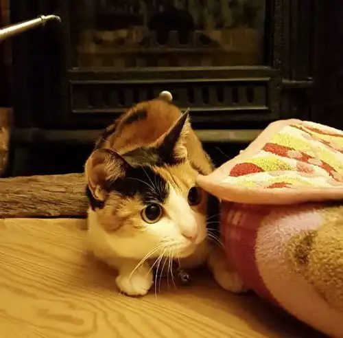 义工带回一只公三花猫,竟让救助站的猫全部领养一空,网友真销冠幸运之神
