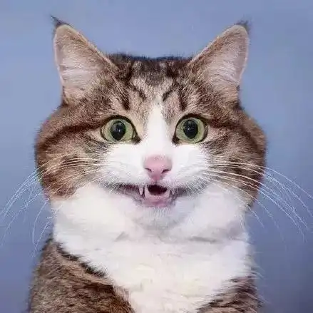 猫趣乐观的网红猫,从小被虐待,落下残疾,励志的生活感动了无数人

