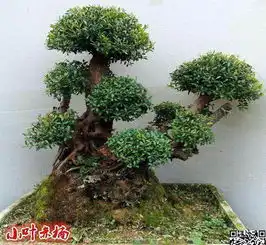 怎么防治赤楠下山桩的病虫害造成死亡图片
