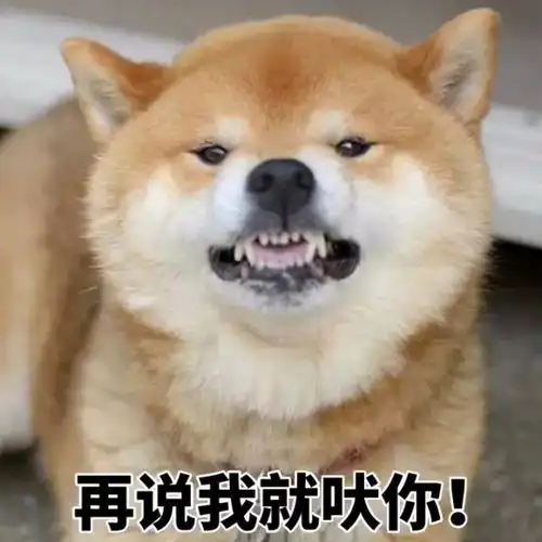 柴犬一听,不乐意了
