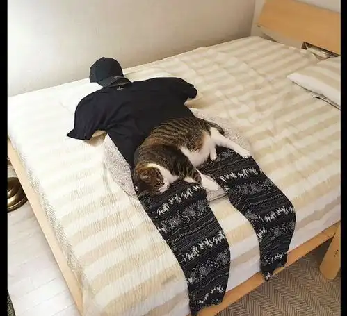 猫咪太黏人了,主人在床上做了个假人,猫咪配合你演戏睡一下
