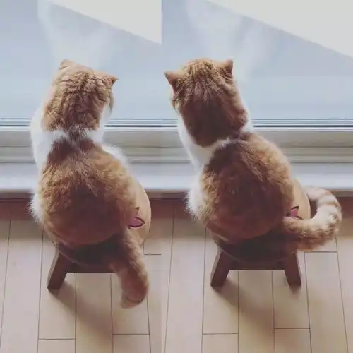 小橘猫的背影,感觉它急需我的一个抱抱
