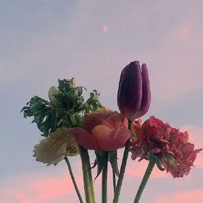 鲜花头像图片大全花束高清好看的头像
