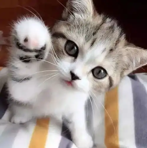有猫的你可能并不知道,原来养猫是招财的
