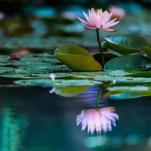 风情万种的水中女神人文园林睡莲登上浙江电视台
