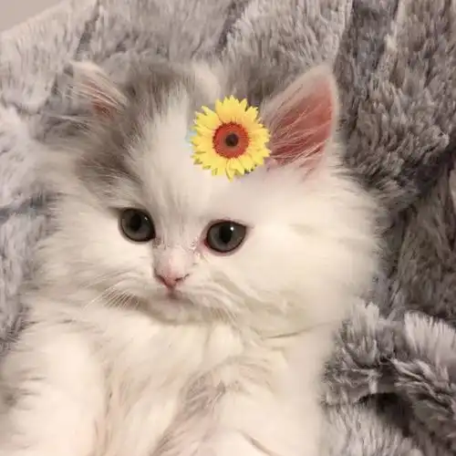 猫咪背景图萌翻了
