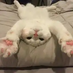 各种风格的图片头像2019最新微信头像大全
