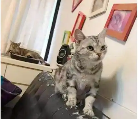 资深猫奴血的教训,养猫别冲动,切记猫咪不止有可爱的一面

