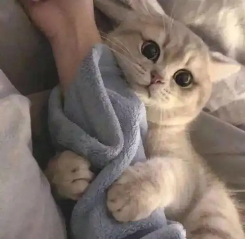 动物头像别看对方说什么要看对方做什么
