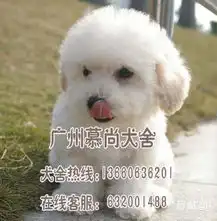 广州哪里有小型犬广州哪里有比熊犬广州比熊好不好养
