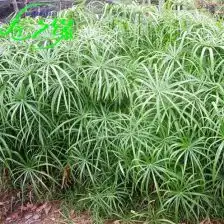 水竹水竹价格水竹购买分享晒图虎易图片分享
