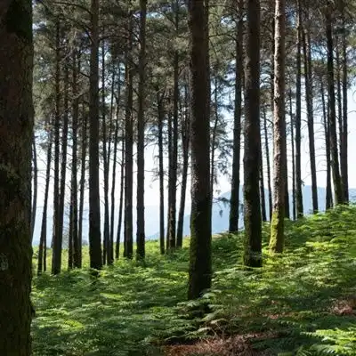 清新唯美头像,森林里笔直生长的树木
