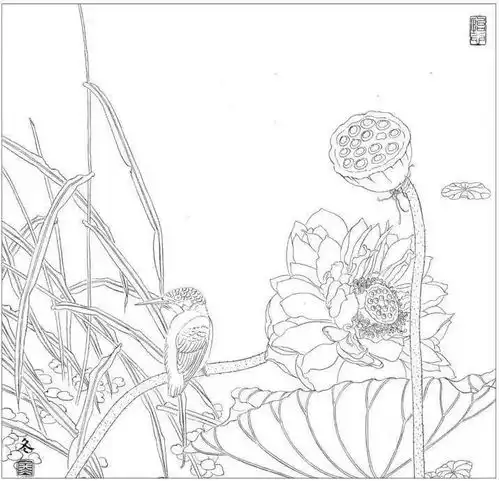 工笔荷花禽鸟倩影摇波绘制过程,步骤详细,快收藏
