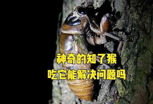 神奇的知了猴我国一元一只供不应求,美国泛滥成灾无计可施

