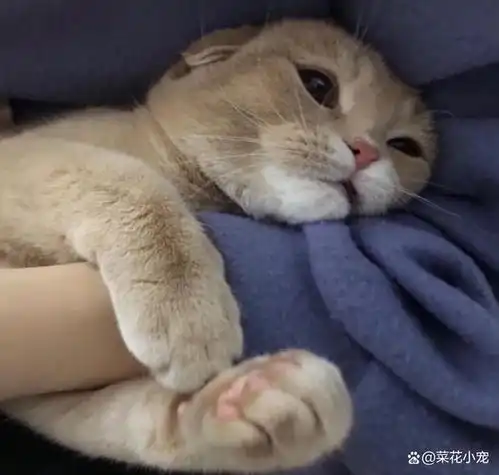 养猫必读5大典型症状养猫后你有没有这些反应快来对照
