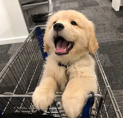 有些事情是只有养了狗狗才会懂得的
