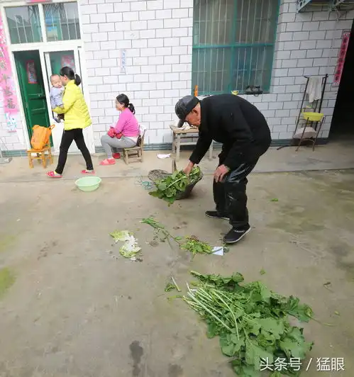 84岁爷爷农村种三分菜地,为城市生活孙子提供蔬菜,三个月送一车
