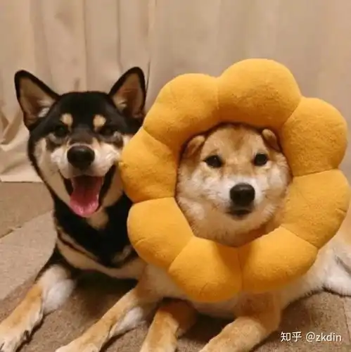 有哪些适合当头像的帅气狗子照片
