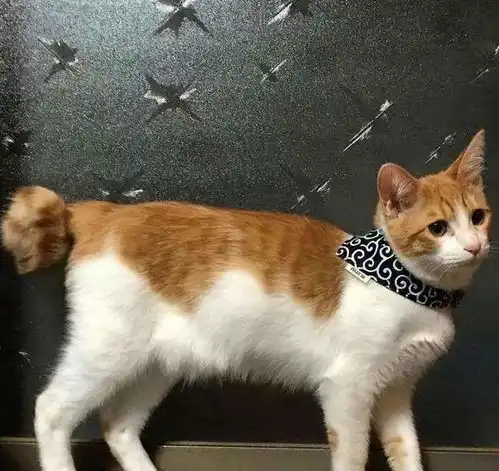 猫咪也有招财属性盘点五大招财喵属性,快看你家主子有没有
