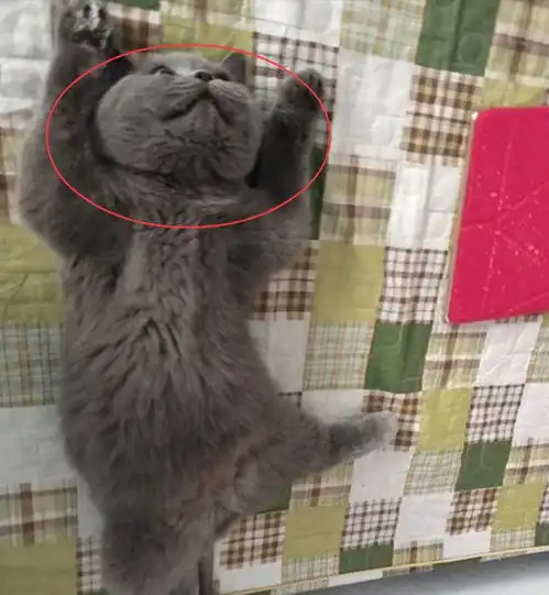 猫咪偷偷跑到主人的床上睡着了,仔细一看后,忍不住笑喷了
