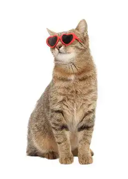 点击来源直接获取大图文件白色背景上戴着红色心形太阳镜的灰色猫可爱的猫咪,适合情人节日历活动机构爱留有文字空间贺卡生日快乐猫咪看向别处宠物搞笑宠物高清大图
