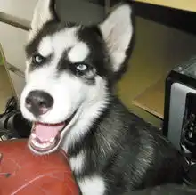 井犬哈士奇二货表情帝
