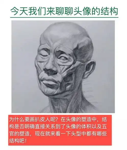 素描头像人体肌肉解剖
