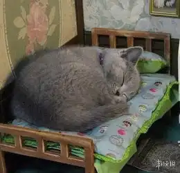 汤姆和杰瑞也可以很有爱这组动物照片真的太萌了
